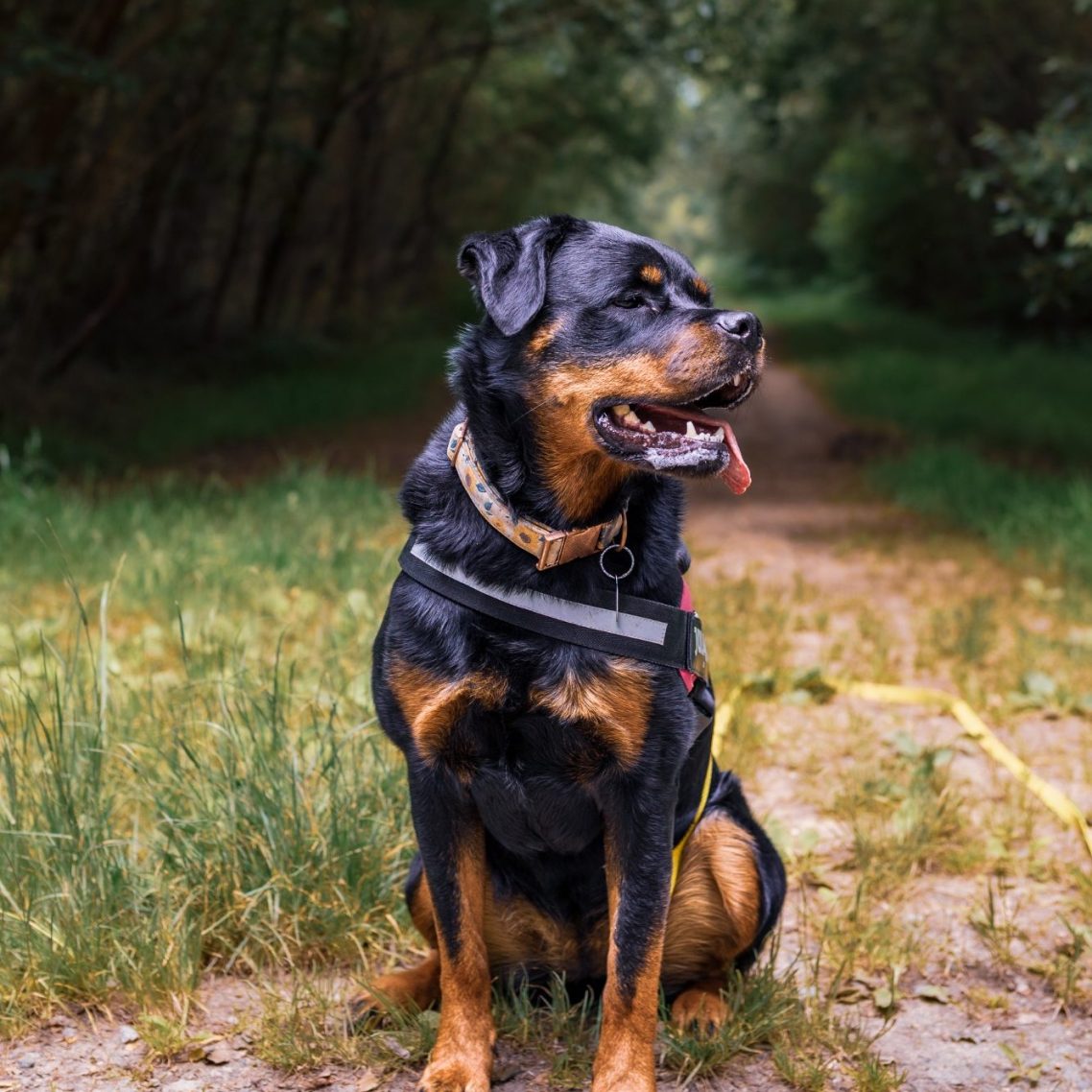 Riya A Rottweiler sitting on a path surrounded by greenery, looking alert and content.