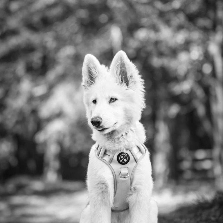 holly b/w A white dog with pointed ears sits outdoors among blurred trees.