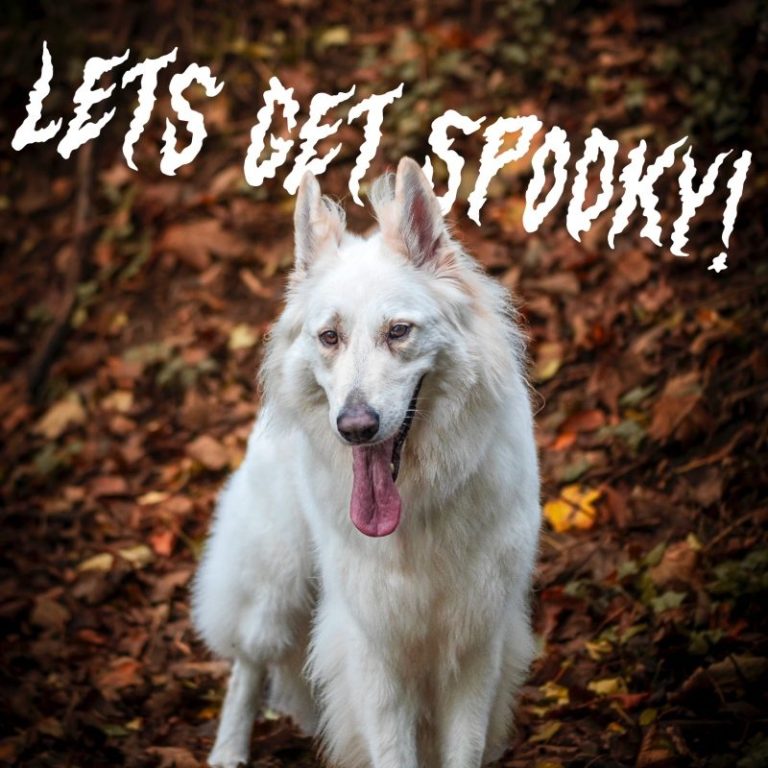 A dog with a black and tan coat stands among bluebell flowers in a sunny woodland.