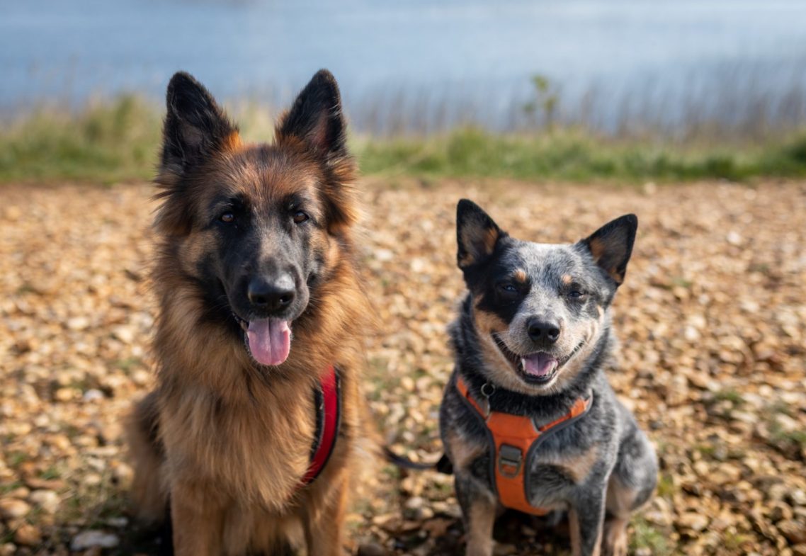 neo and boo Two dogs sitting on gravel by a lake, one German Shepherd and one Blue Heeler.
