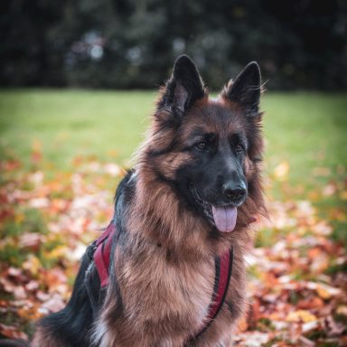 boooo A fluffy German Shepherd sitting on fallen leaves in a park.