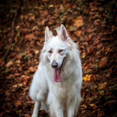 kane t A white dog with pointed ears stands on a bed of autumn leaves.
