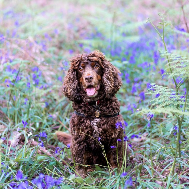 Doug Brown dog sitting amongst bluebells in a grassy field, looking happy.