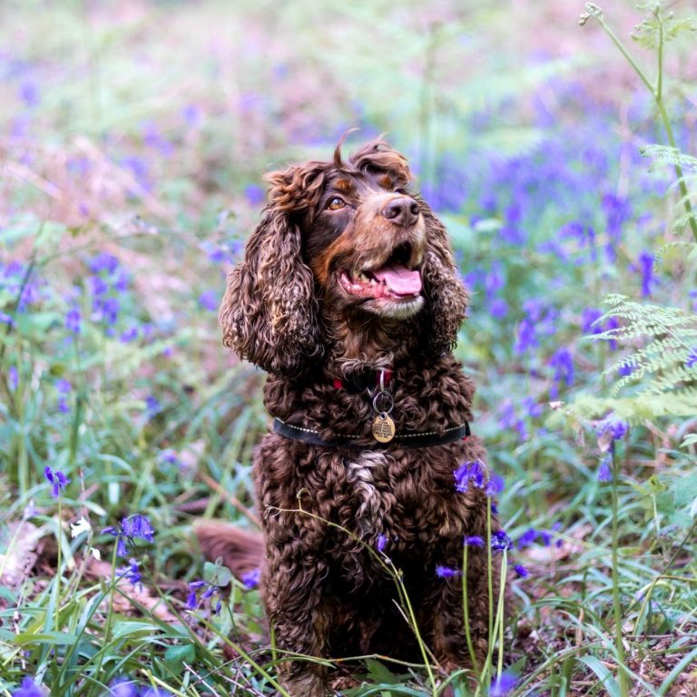dougie Brown dog sitting in a field of bluebells, smiling happily.