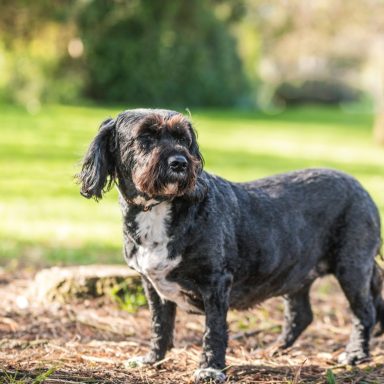 tilly Black and white dog standing in a grassy area with trees in the background.