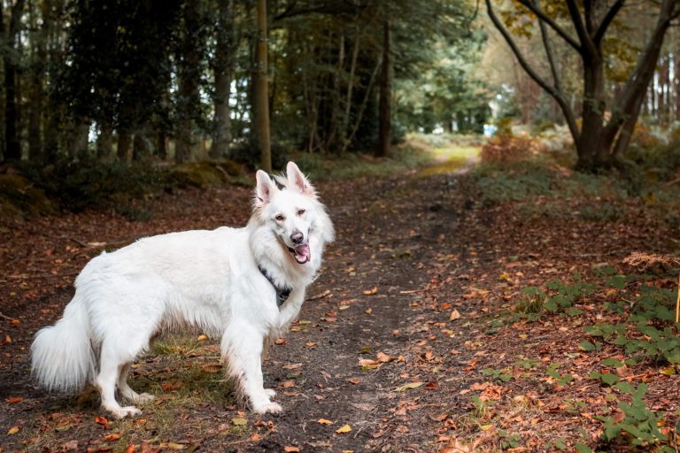 kano A white dog stands on a leaf-covered path in a wooded area.