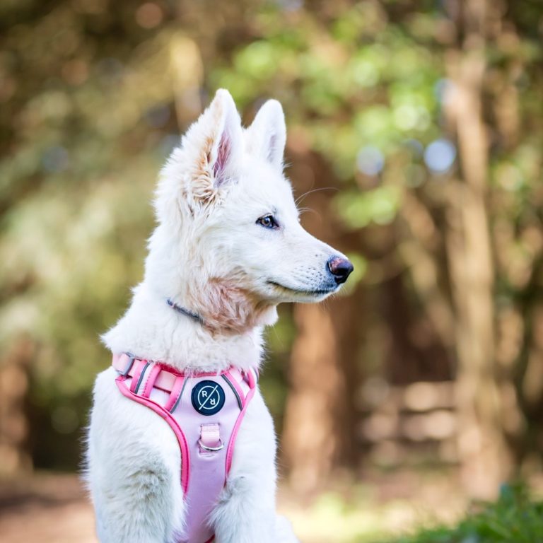 holly sits White dog wearing a pink harness, gazing calmly with greenery in the background.