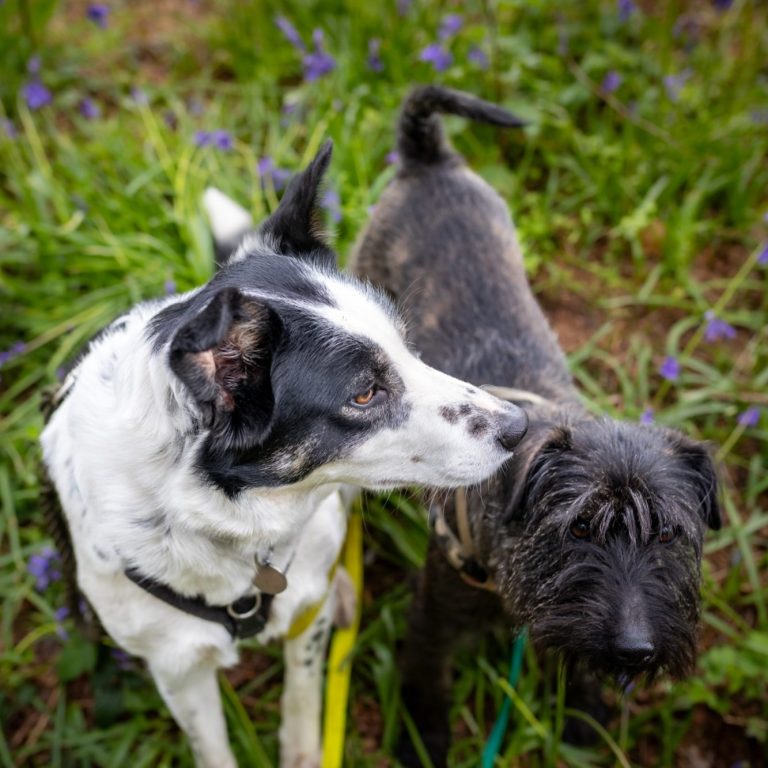 L & W Two dogs standing in a field of greenery with purple flowers.