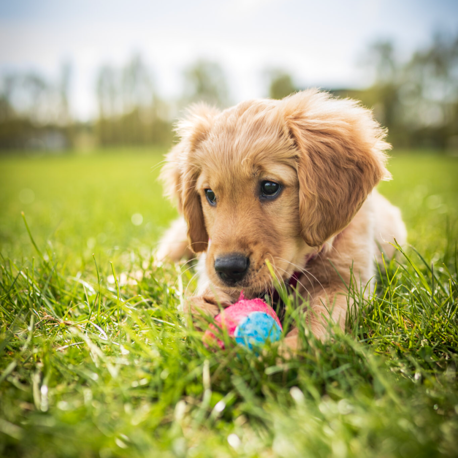 ember Golden retriever puppy playing with a colourful ball on green grass.