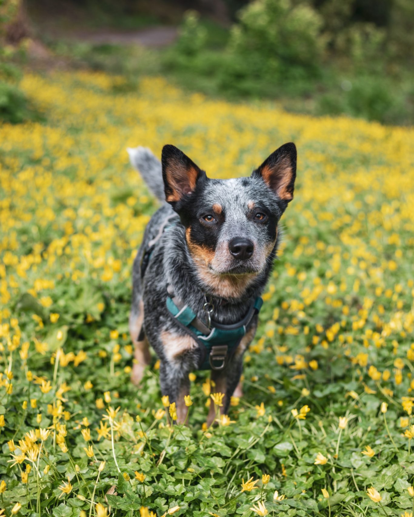 Neo A blue heeler stands in a field of yellow flowers, looking directly at the camera.