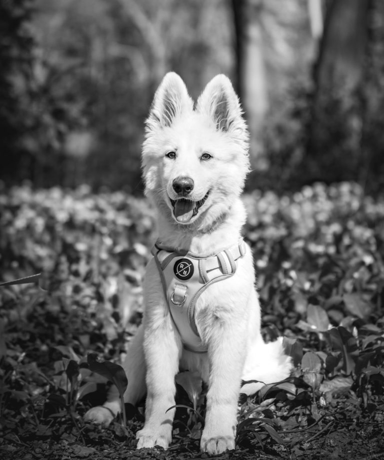 holly bw A happy white puppy sitting in a leafy outdoor setting.