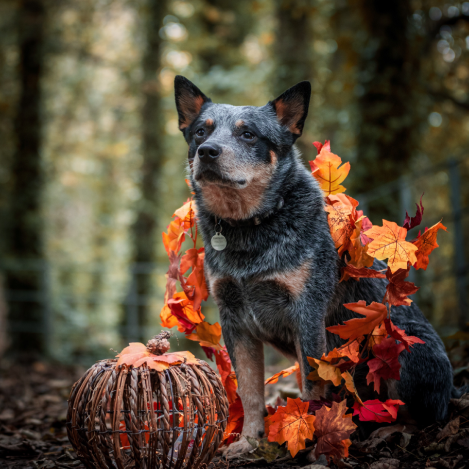 Golden retriever puppy playing with a colourful ball on green grass.