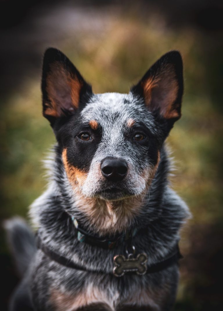 neo means business A close-up of a blue-grey Australian Cattle Dog with erect ears and a focused expression.