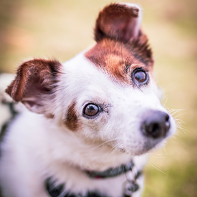 Lucy l Close-up of a small, curious white dog with brown patches and expressive eyes.