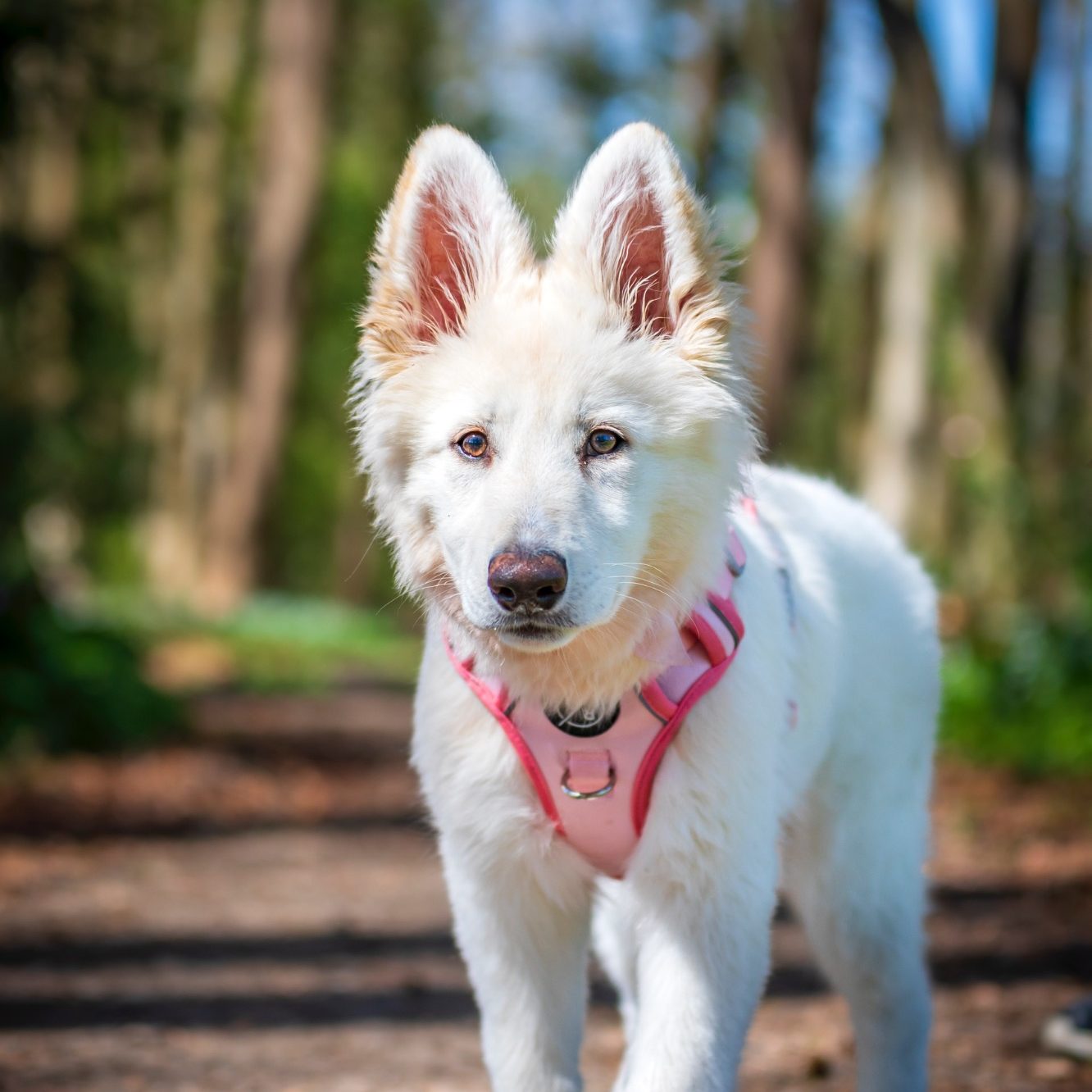 holly A fluffy white dog wearing a pink harness walking along a wooded path.
