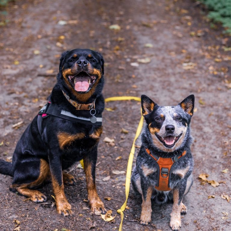 riya and neo Two dogs, a Rottweiler and an Australian Cattle Dog, sitting on a dirt path.