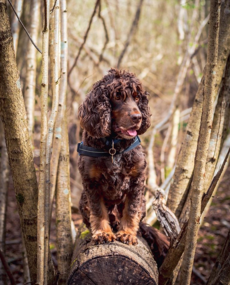 super Doug A brown spaniel sits on a log among trees in a natural setting.