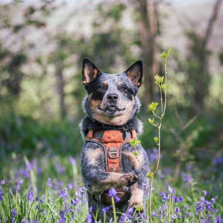 up ups A dog with a black and tan coat stands among bluebell flowers in a sunny woodland.