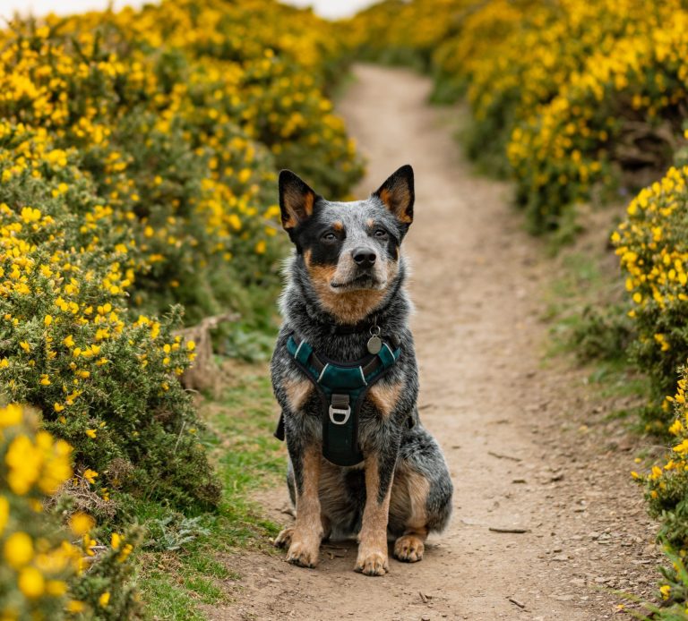 gorse and the dog A blue heeler dog sits on a dirt path surrounded by yellow flowers.