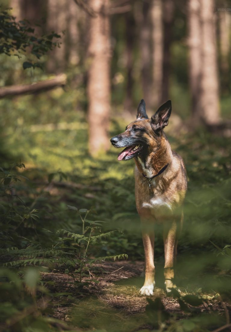 evi A brown and black dog stands in a sunlit forest, surrounded by greenery.