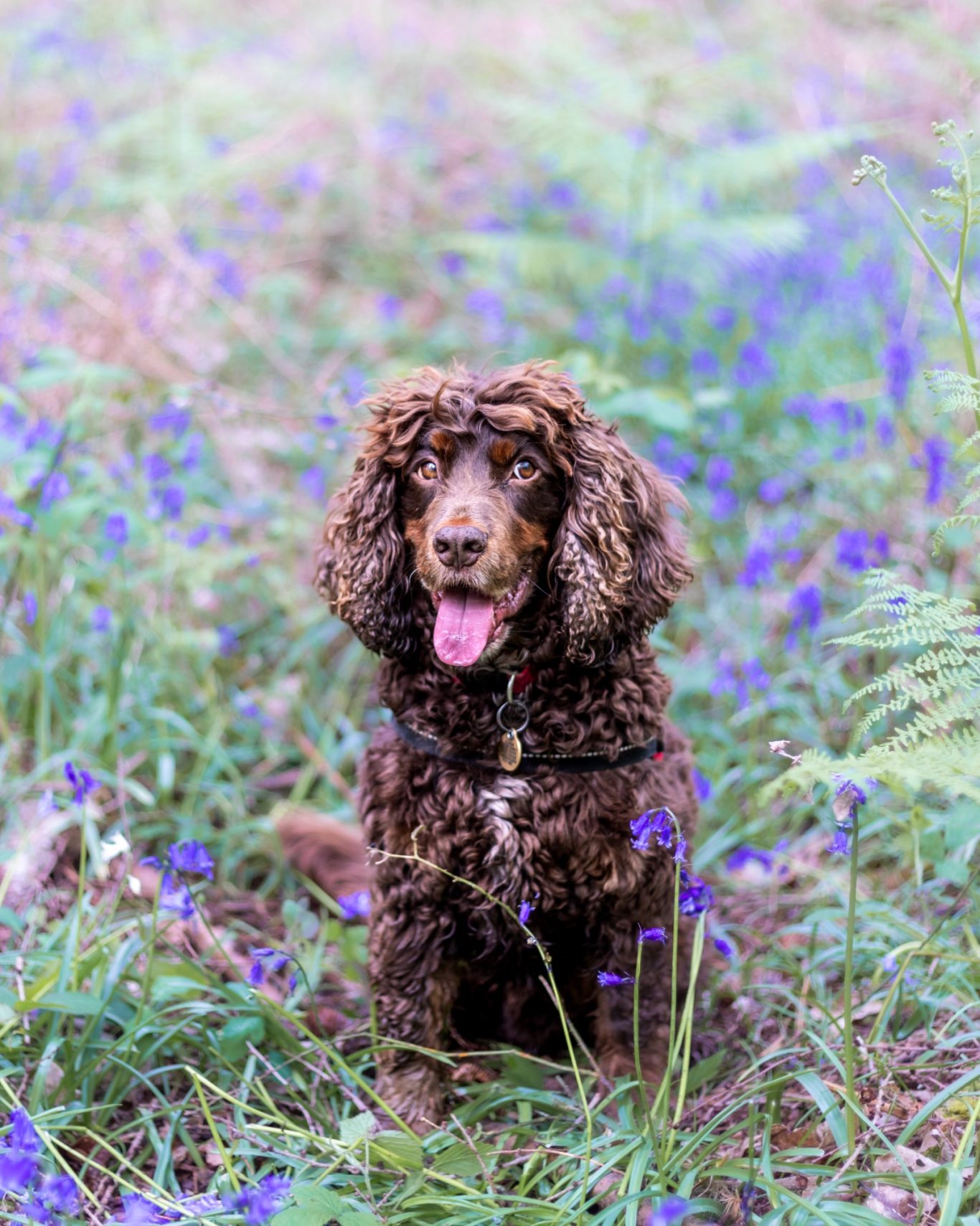 Meat ball A brown spaniel sitting in a field of bluebells, panting happily.