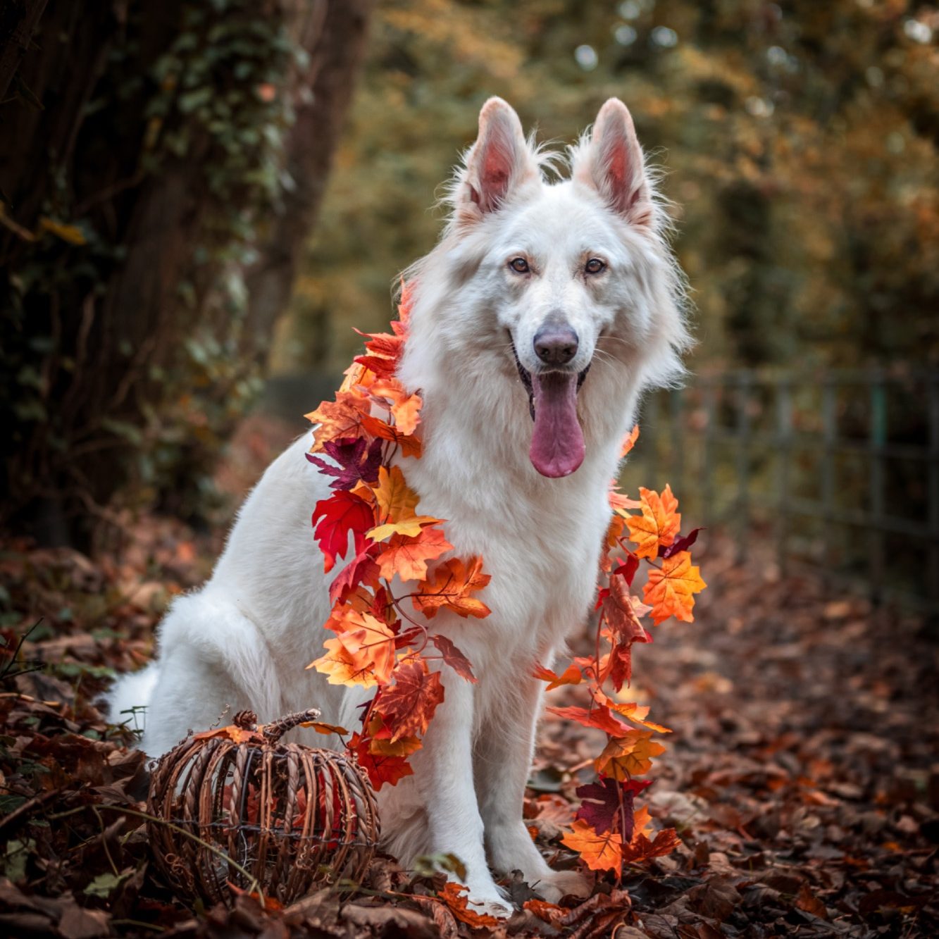 A fluffy white dog wearing a pink harness walking along a wooded path.