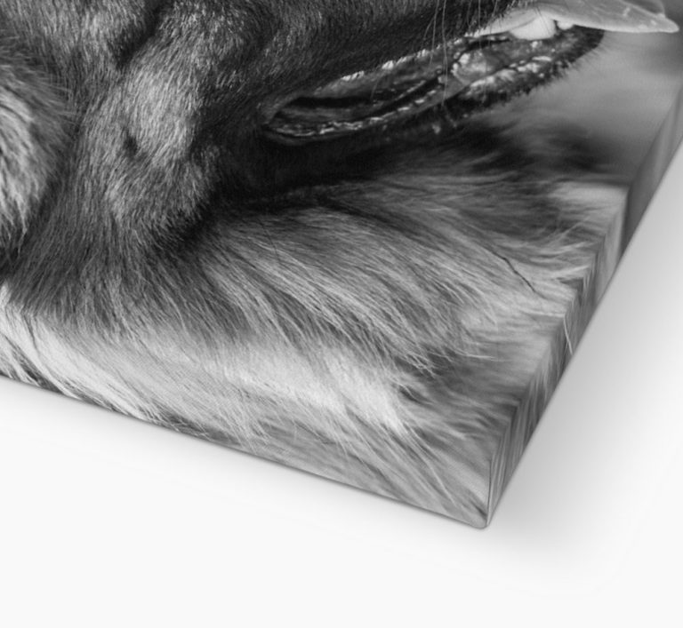 canvas sample close up Close-up of soft grey fur texture on a flat surface.