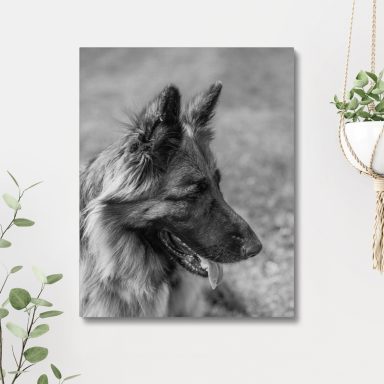 canvas sample