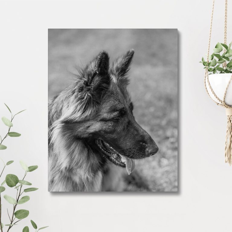canvas example Black and white portrait of a German Shepherd dog outdoors.