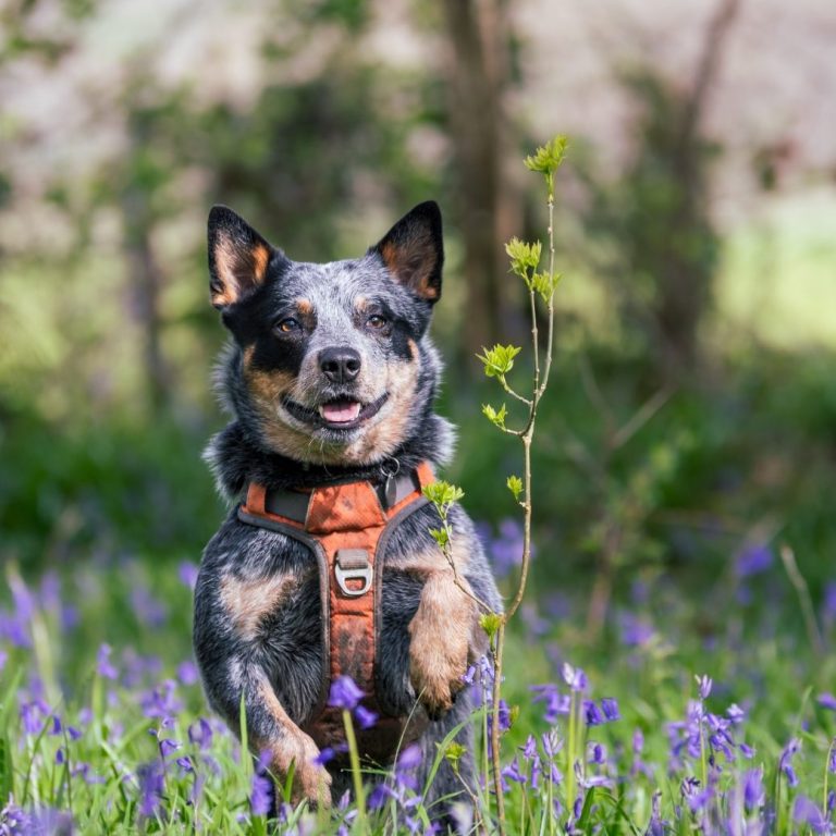 up ups Happy dog with a blue-grey coat running through a field of purple flowers.