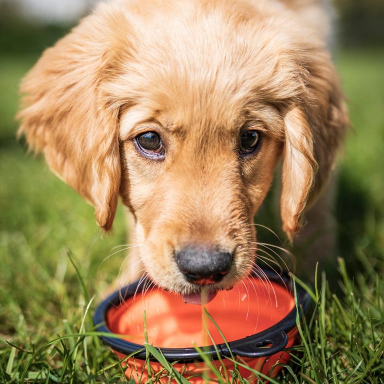 ember drinks Golden retriever puppy eager to drink from an orange bowl on green grass.