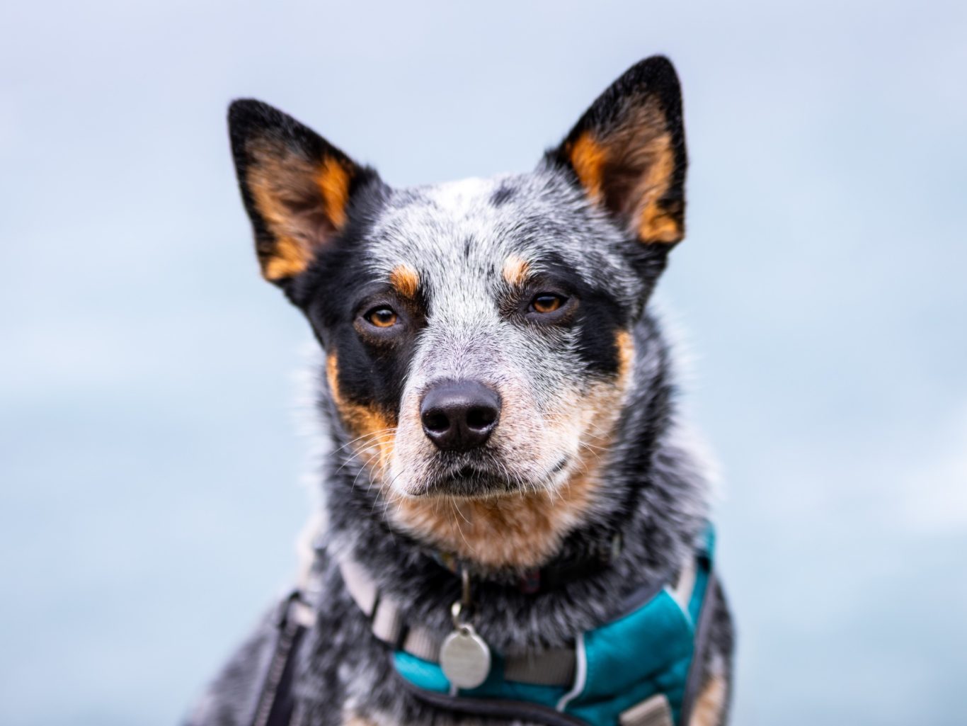 Neo close up A close-up of a blue heeler dog with a serious expression and a collar.
